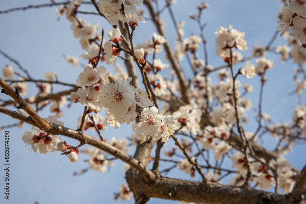 White apricot flowers in spring. A flowering tree in front of the house. Branches of a fruit tree with white flowers on a blue sky background. Background of white plum blossoms. White apricot flowers in spring. A flowering tree in front of the house. Branches of a fruit tree with white flowers on a blue sky background. Background of white plum blossoms.