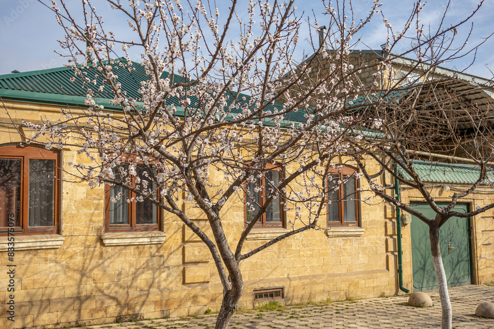 White apricot flowers in spring. A flowering tree in front of the house. Branches of a fruit tree with white flowers on a blue sky background. Background of white plum blossoms. White apricot flowers in spring. A flowering tree in front of the house. Branches of a fruit tree with white flowers on a blue sky background. Background of white plum blossoms.