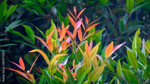 Syzygium oleina in the nature. This plant also Syzygium oleina, pucuk merah, daun pucuk merah, and Syzygium myrtifolium