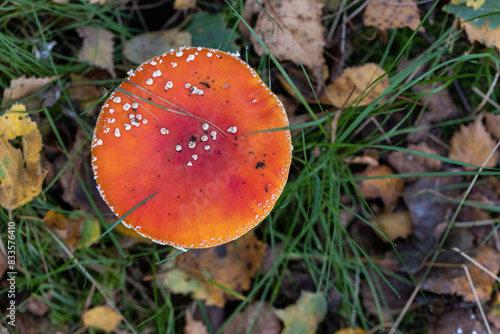 Bild auf Leinwand In the grass, a red mushroom with white spots is growing, a common sight in natural landscapes