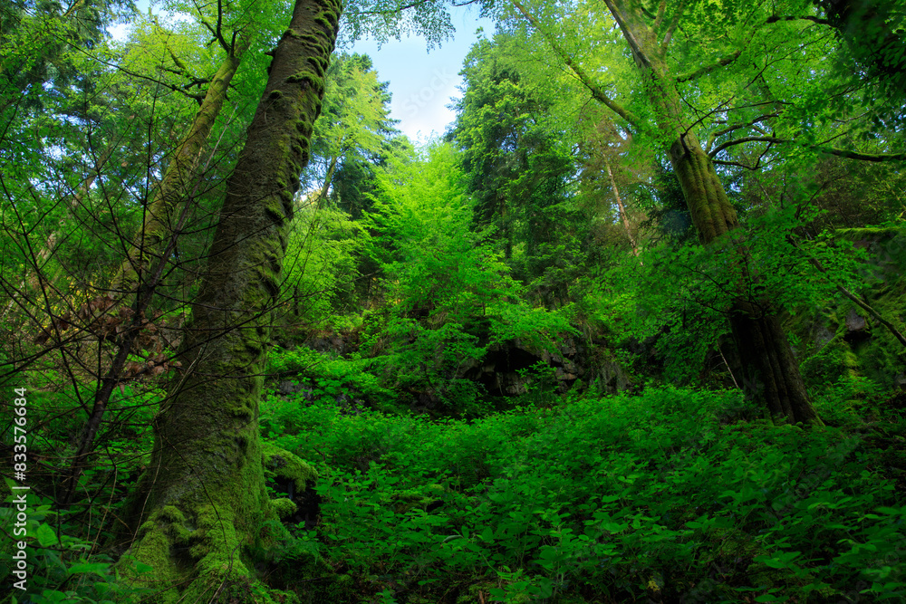 Fototapeta premium trees in the forest