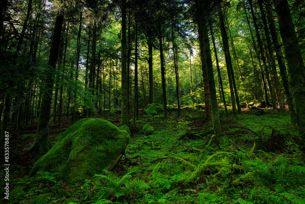 Obraz premium morning in the woods