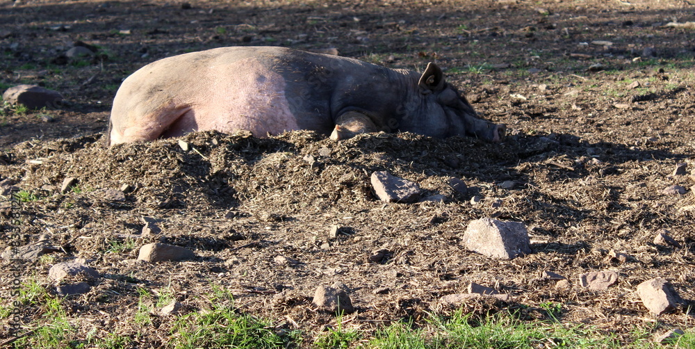 Hängebauchschwein Hängebauchschwein