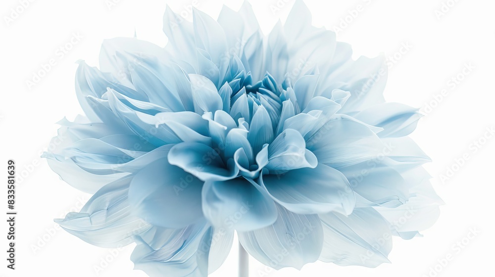 an isolated dahlia background an isolated dahlia background