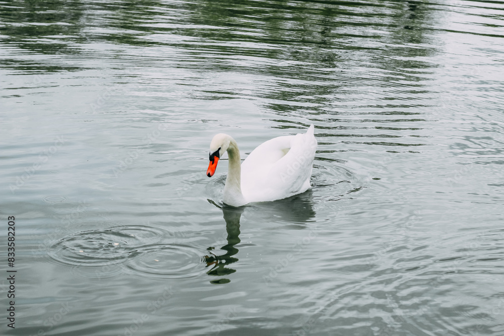 Naklejka premium A white swan swims in a large lake