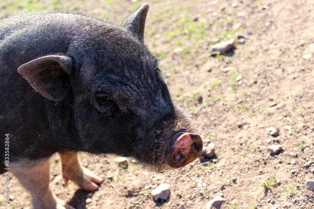 Fototapeta premium Hängebauchschwein