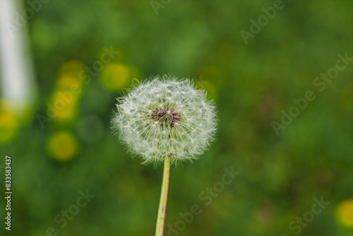 Dandelions close-up on a green lawn