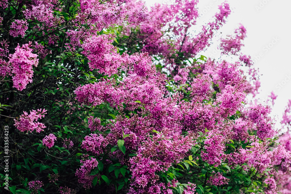 Obraz premium Pink lilac flower close-up in botanical garden