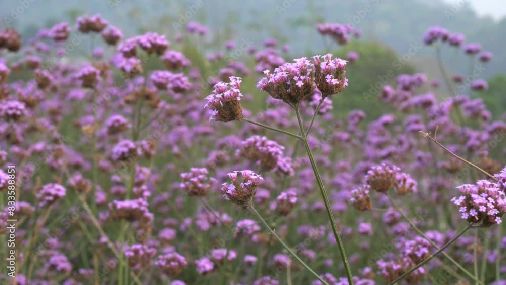 Fresh Purple Violet Verbena Flower garden - natural park and outdoor scene background texture - beautiful flower - vdo from mon jam chiang mai thailand Fresh Purple Violet Verbena Flower garden - natural park and outdoor scene background texture - beautiful flower - vdo from mon jam chiang mai thailand