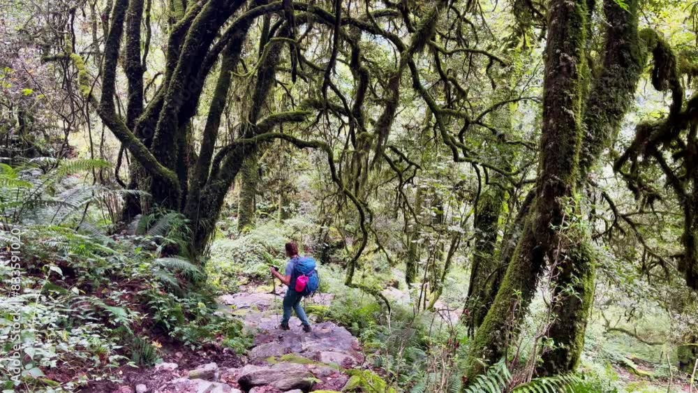 Backpacker going through jungle rainforest with curved tree branches with backpack and trekking poles. Travel, trekking, nature wide angle concept 4K video. Makalu Barun Park, Mera peak climbing route Backpacker going through jungle rainforest with curved tree branches with backpack and trekking poles. Travel, trekking, nature wide angle concept 4K video. Makalu Barun Park, Mera peak climbing route