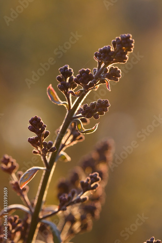 Clusters of lilac buds in the rays of the setting sun.