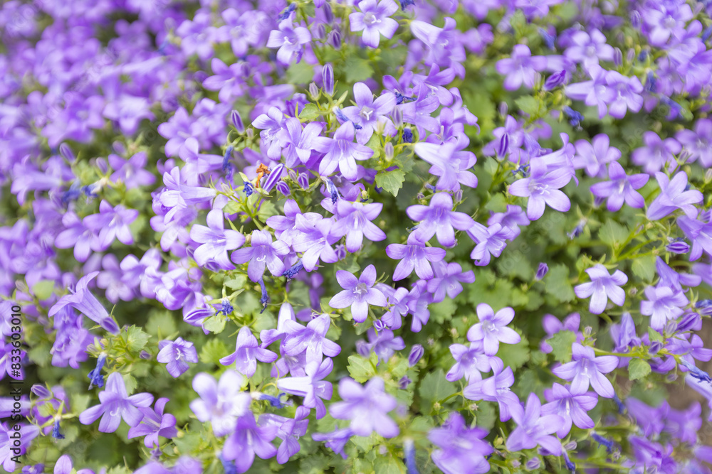 Close-up view of vibrant purple flowers in full bloom, creating a lush, colorful and delicate floral background. Close-up view of vibrant purple flowers in full bloom, creating a lush, colorful and delicate floral background.