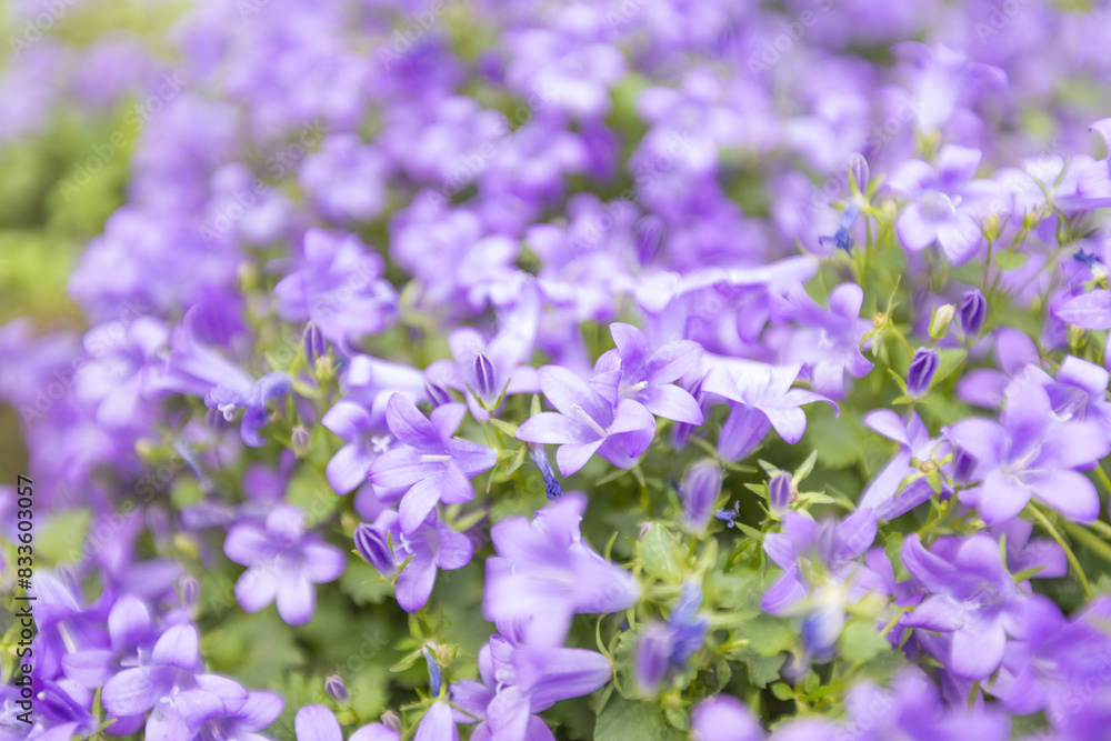 Close-up view of vibrant purple flowers in full bloom, creating a lush, colorful and delicate floral background. Close-up view of vibrant purple flowers in full bloom, creating a lush, colorful and delicate floral background.