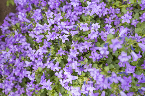 Close-up view of vibrant purple flowers in full bloom  creating a lush  colorful and delicate floral background.