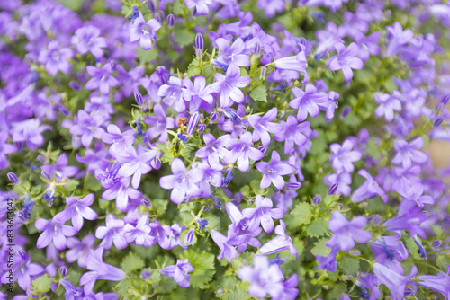Close-up view of vibrant purple flowers in full bloom  creating a lush  colorful and delicate floral background.