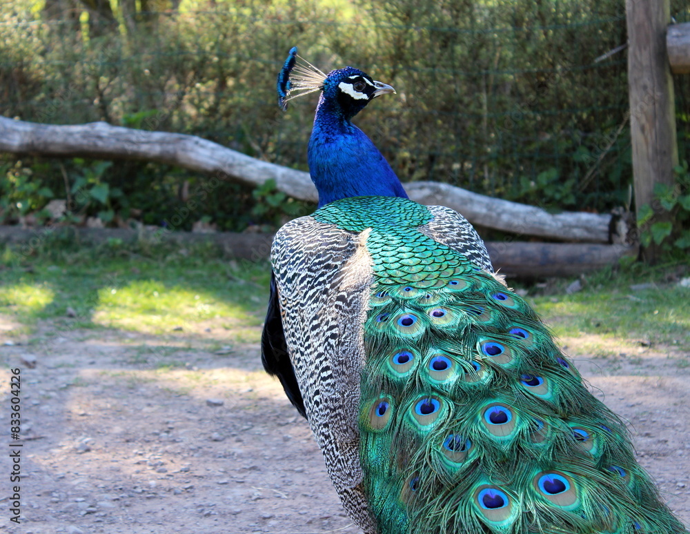 Obraz premium blauer Pfau, Pavo cristatus
