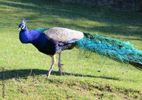 blauer Pfau, Pavo cristatus photo