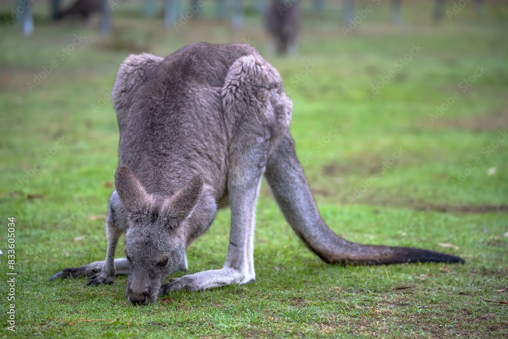 Wild kangaroo grazing next to a road, South Australia Wild kangaroo grazing next to a road, South Australia