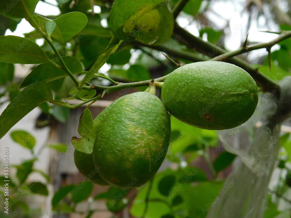 Lemon on the tree in the garden where the farmers grow