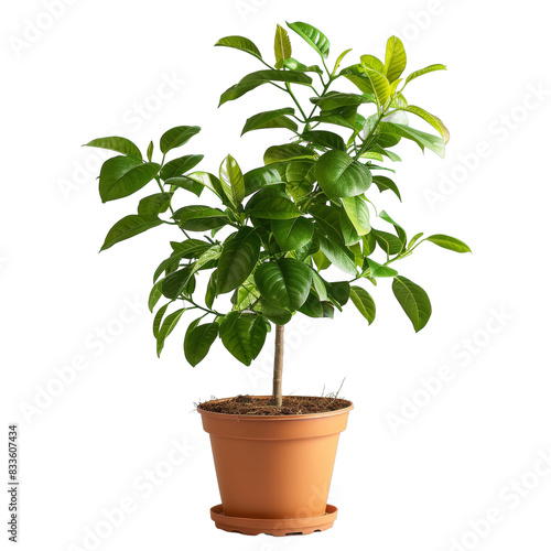 [Transparent Background PNG]A potted lemon tree with green leaves on a black background