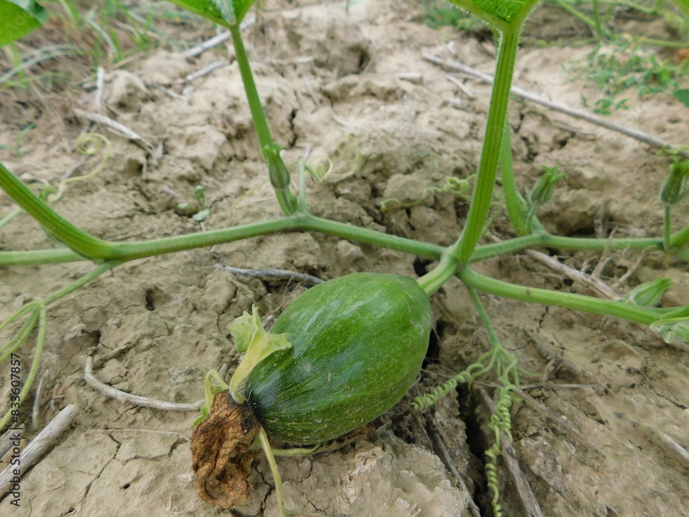 Obraz premium Green pumpkins grow in the garden. Young fruits of the pumpkin.