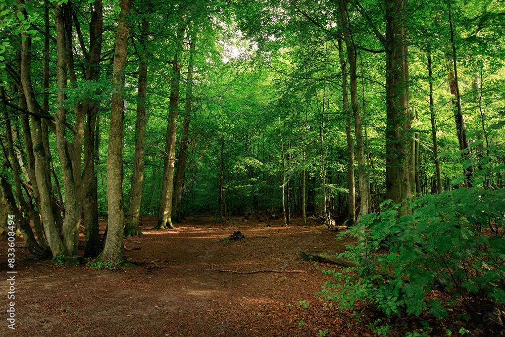 Obraz premium path in the woods