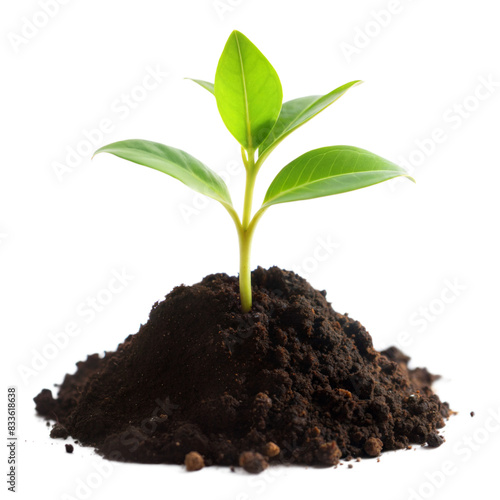 Wallpaper Mural Young green plant growing out of black soil on white background   Torontodigital.ca