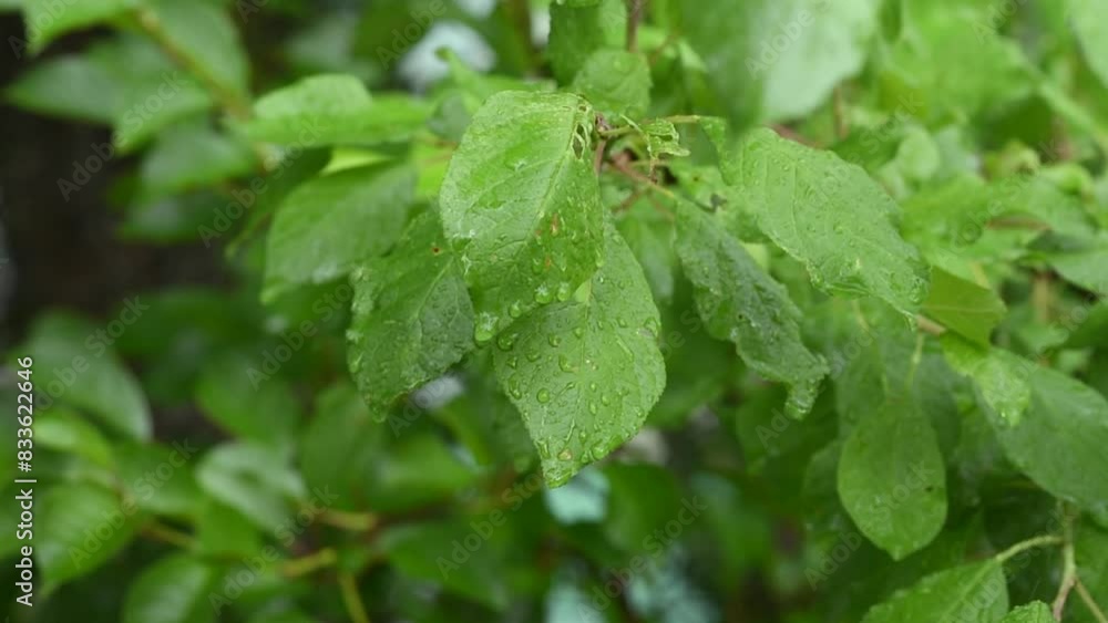 green leafs in the rain. Heavy summer rain Falling On Tree Leaves green leafs in the rain. Heavy summer rain Falling On Tree Leaves