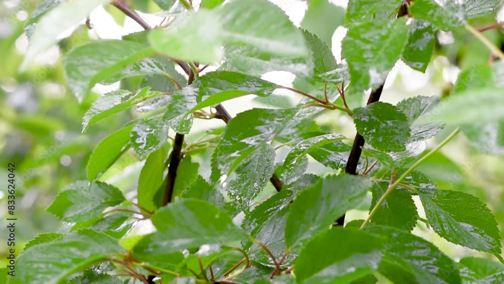 green leafs in the rain. Heavy summer rain Falling On Tree Leaves green leafs in the rain. Heavy summer rain Falling On Tree Leaves