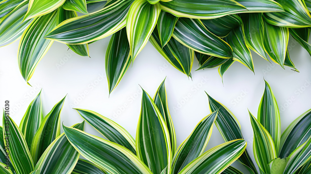 Tropical leaves featuring Dracaena in vibrant greens on a white background with copy space. Ideal for summer themes and nature-inspired designs. Tropical leaves featuring Dracaena in vibrant greens on a white background with copy space. Ideal for summer themes and nature-inspired designs.