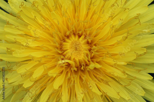 Yellow dandelion flower macro photography.