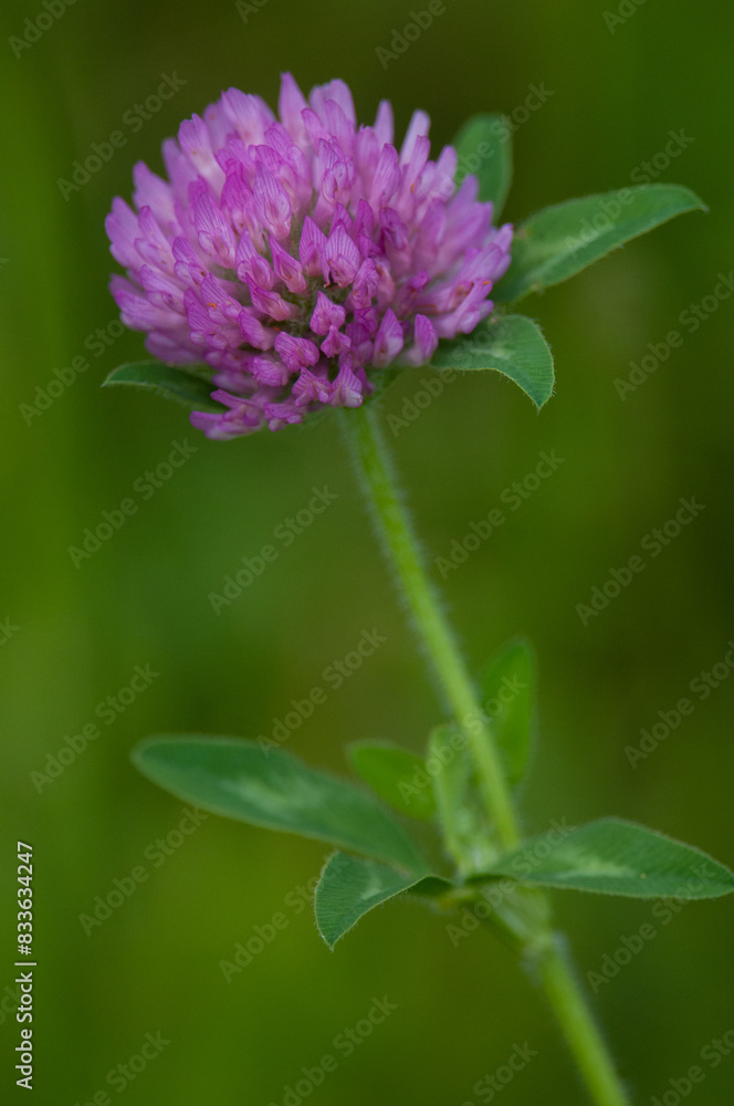 Red Clover close-up with green background Red Clover close-up with green background