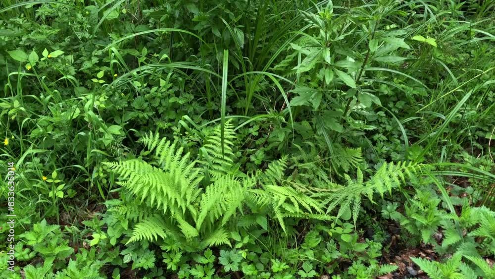 Green fern plants, ferns and bushes with foliage in a forest Green fern plants, ferns and bushes with foliage in a forest