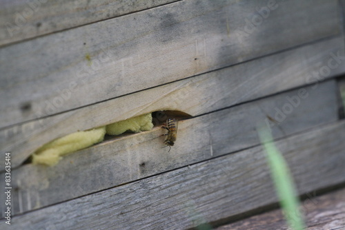 bienenstock photo