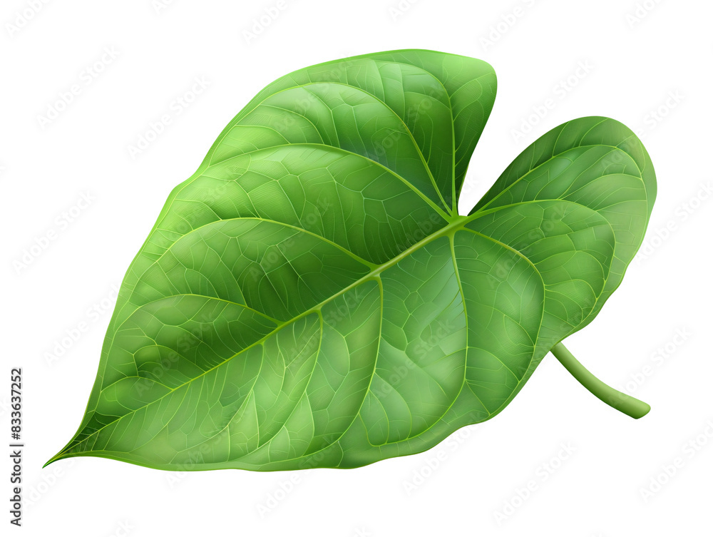 Obraz premium Anthurium Leaf, Die Cut PNG Style - Isolated on White and Transparent Background