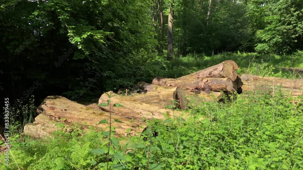 Pile of old felled trees, deforestation in a forest Pile of old felled trees, deforestation in a forest
