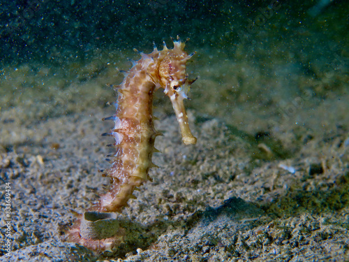 Seahorse on a sandy bottom at night. A seahorse clings to debris on the seabed with its tail.