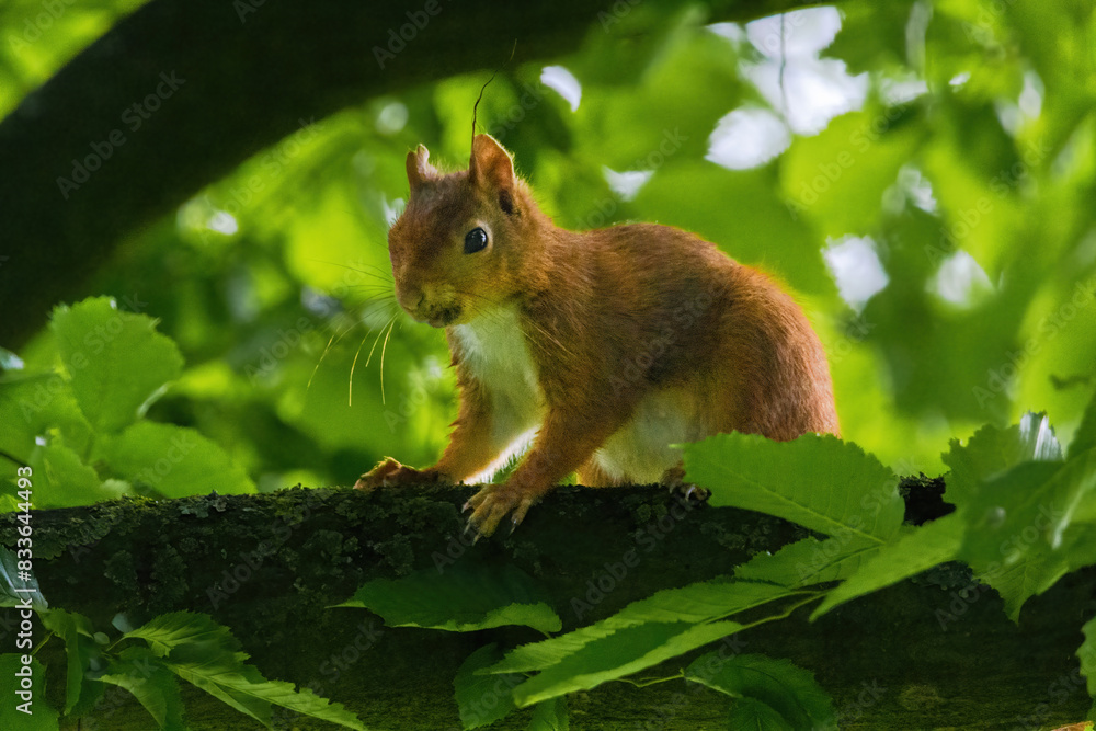 cute young squirrel portrait on tree at park, wildlife cute young squirrel portrait on tree at park, wildlife