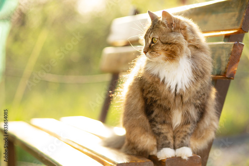 Fototapeta Naklejka Na Ścianę i Meble -  beautiful cat walking in rural yard, sitting on wooden bench, cat summer portrait