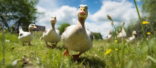 Short little ducks wobble about grazing in the grass. Creative banner. Copyspace image photo