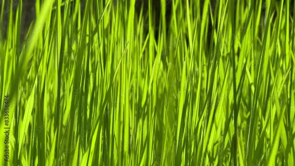 close up of grass in the wind close up of grass in the wind