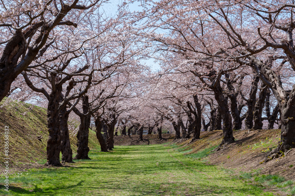 五稜郭公園の満開の桜　北海道函館の桜の名所