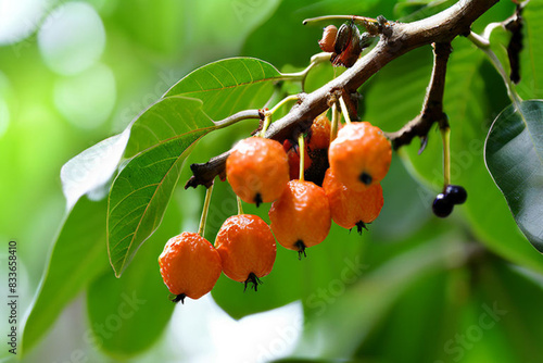 lisp tick-tree-bixin-Orellana--open-fruit-and-seeds photo