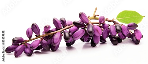Mucuna pruriens isolated on white background. Creative banner. Copyspace image photo