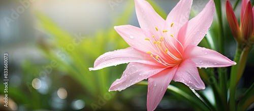 Panel kuchenny z motywem the pink white rain lily flower growing in the garden. Creative banner. Copyspace image