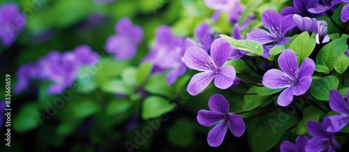 Photograph of purple flowers among bright green leaves. Creative banner. Copyspace image