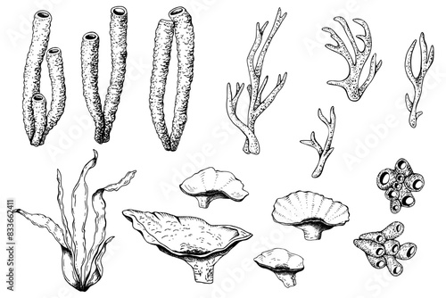 A set of underwater seaweeds and corals. Hand drawn graphic black and white vector illustration isolated on white background. For clip art cards package