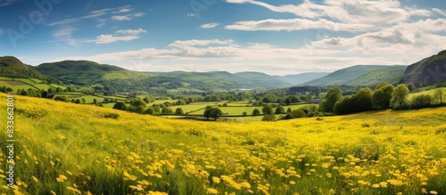 Beautiful welsh fields full of yellow flowers. Creative banner. Copyspace image