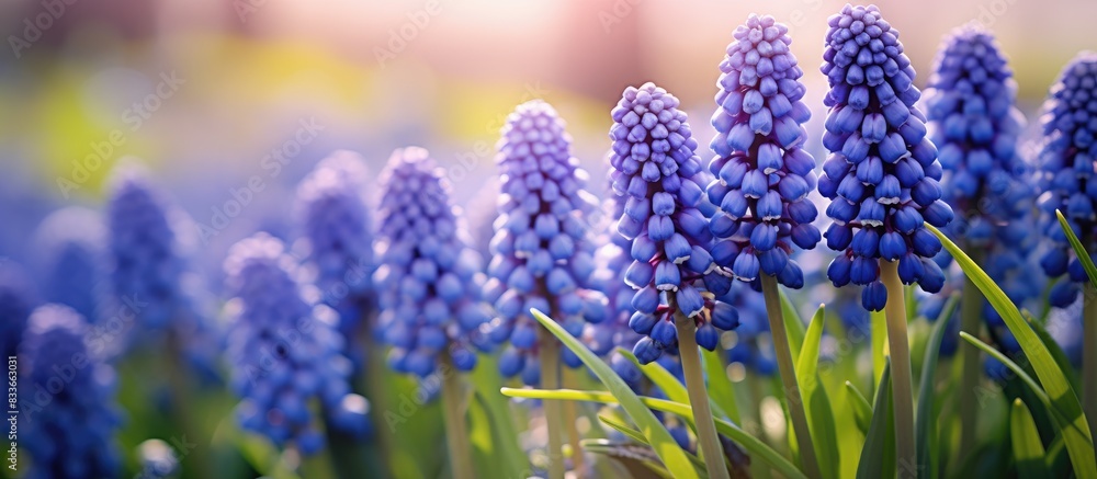 Purple grape hyacinth passionately blooms the most beautiful of yourself. Creative banner. Copyspace image Purple grape hyacinth passionately blooms the most beautiful of yourself. Creative banner. Copyspace image