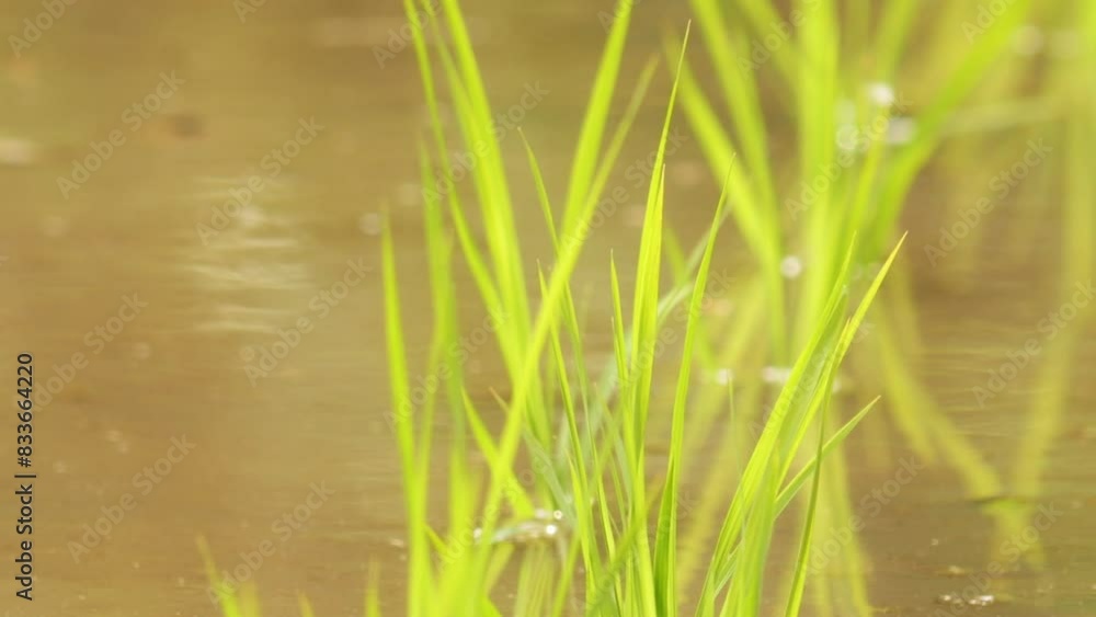 young rice plants in the sunlight rice fields young rice plants in the sunlight rice fields